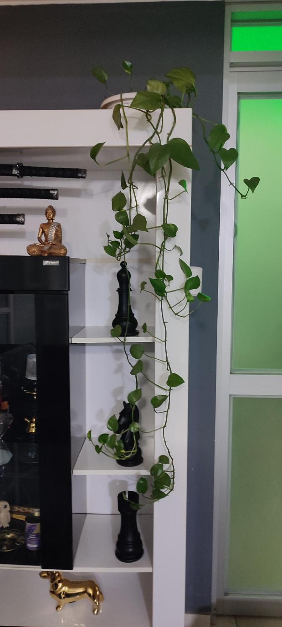 Sumaq Airport Homestay Lima
